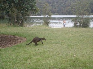 Ku-rin-gai Chase National Park Safari