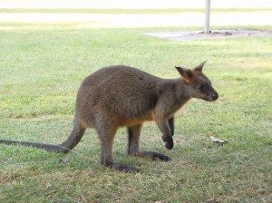Wildlife