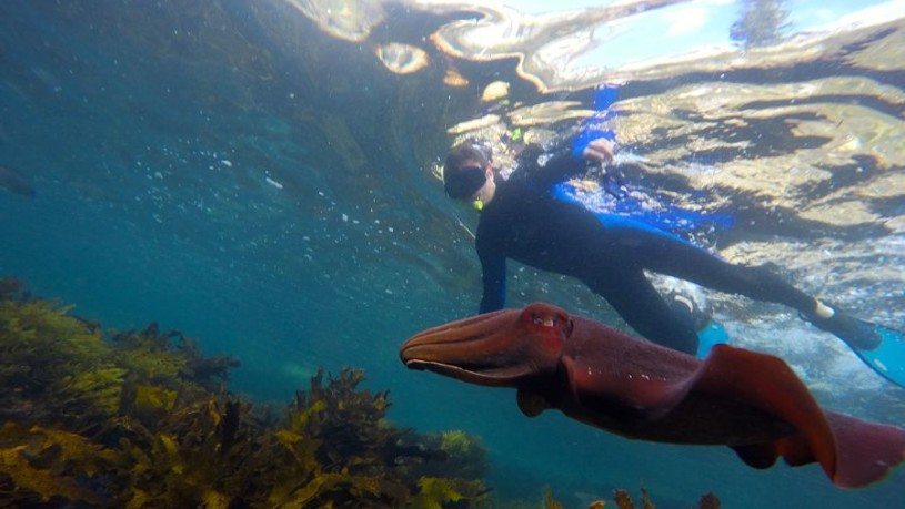 Sydney Snorkeling Tours