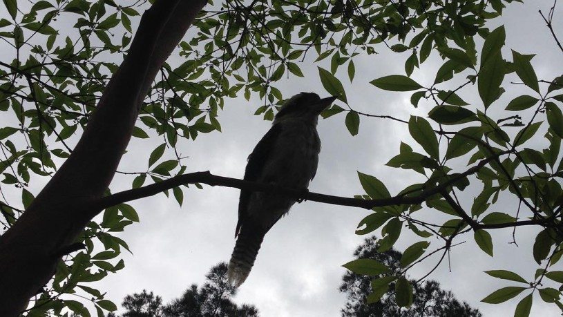 Wildlife of the Basin ecotreasures