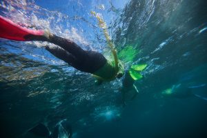 Manly Snorkeling Tour: Explore Cabbage Tree Bay ‘s Vibrant Marine Life