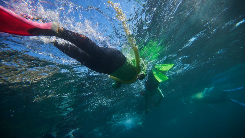 Manly Snorkeling Tour: Explore Cabbage Tree Bay ‘s Vibrant Marine Life