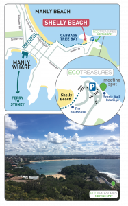 Manly map ecotreasures meeting spot shelly beach