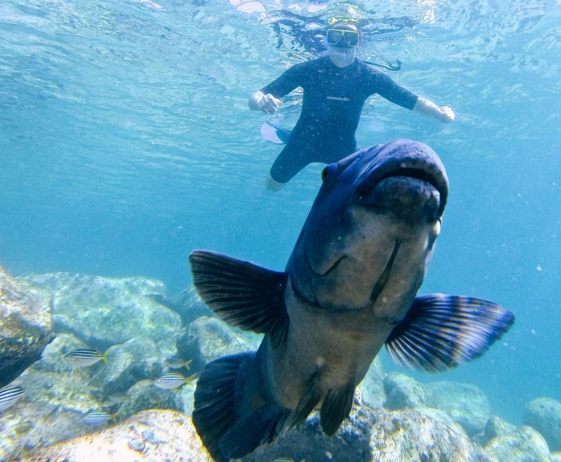 Manly Snorkeling Tour