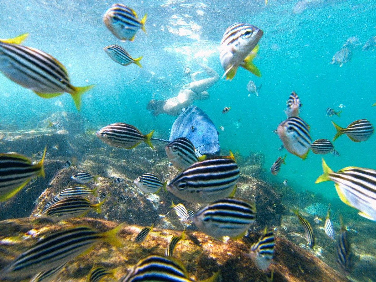 2.5 hr Manly Snorkel and Headland Walk Eco Experience