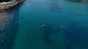 Snorkel tour manly cabbage tree bay aquatic reserve