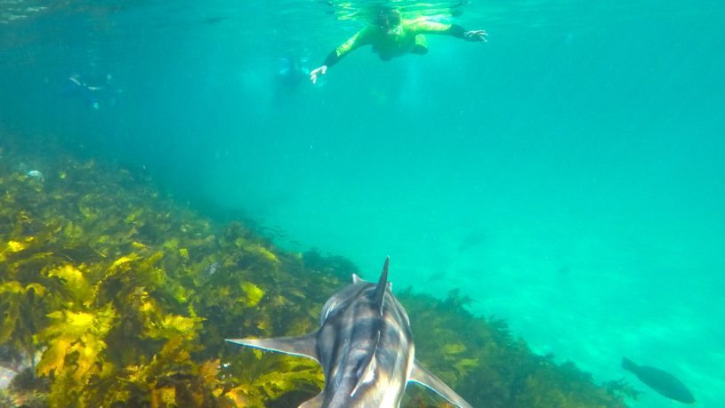 Manly snorkel tour Port Jackson sharks