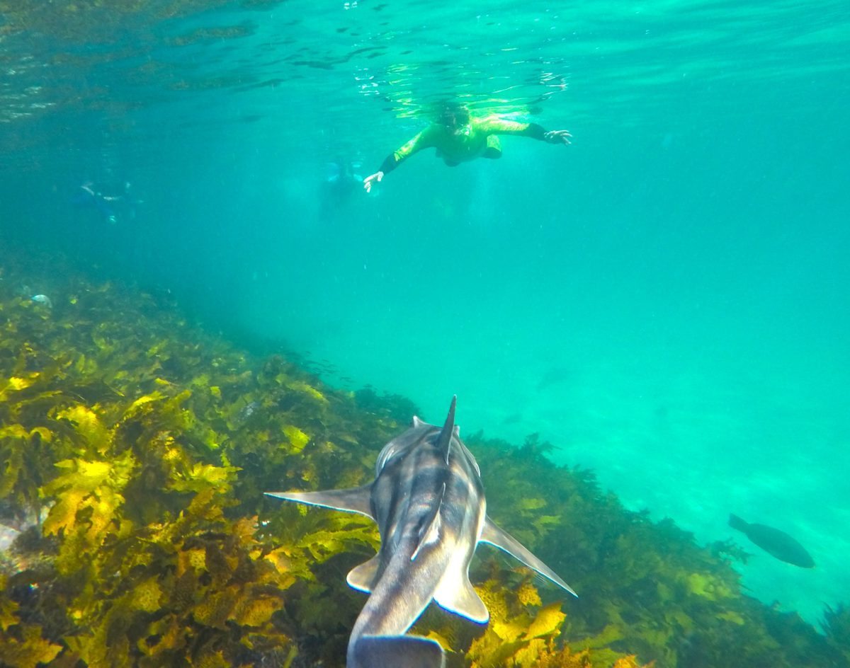 Manly snorkel tour Port Jackson sharks