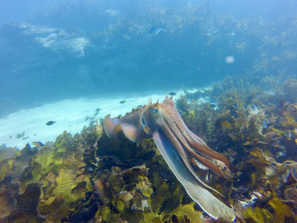 Private manly snorkel tour cabbage tree bay aquatic reserve manly