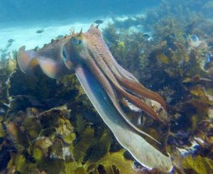Private manly snorkel tour cabbage tree bay aquatic reserve manly