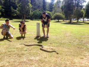 Wildlife of Sydney