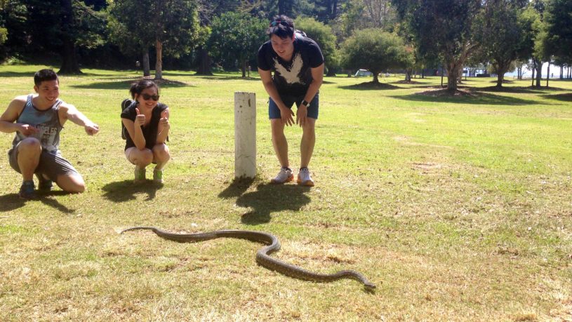 Wildlife of Sydney