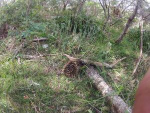 Wildlife of Sydney ecotreasures