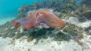 ecotreasures manly snorkel tour gisant cuttle fish