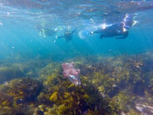 ecotreasures manly snorkel tour gisant cuttle fish