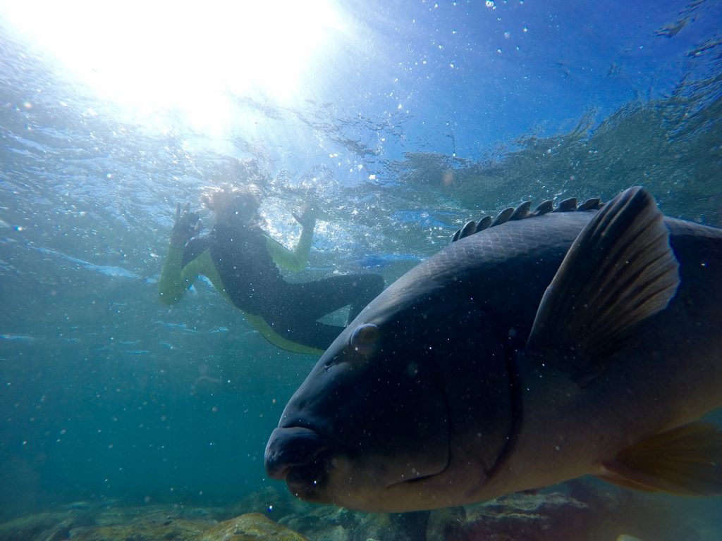 snorkel in beautiful manly 