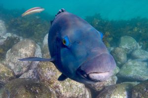 snorkel in beautiful manly