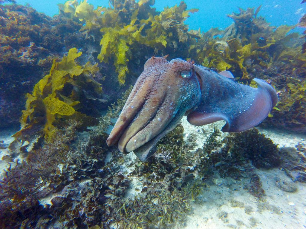 Underwater vivid show giant cuttle fish