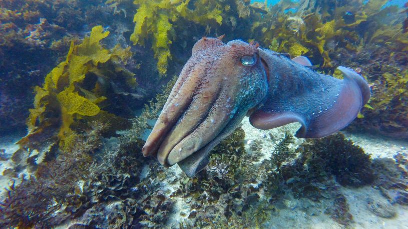 ECOTREASURES Giant Cuttle fish Cabbage Tree Bay Aquatic Reserve Shelly Beach image 3