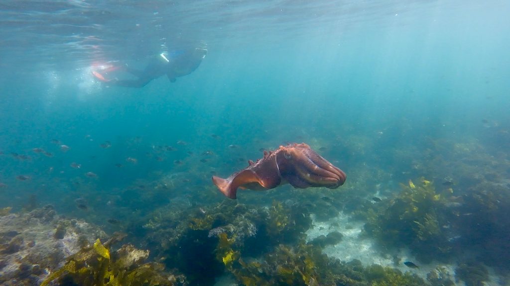 Underwater vivid show giant cuttle fish