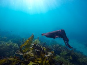 Giant Cuttle fish manly ecotreasures manly snorkel tour