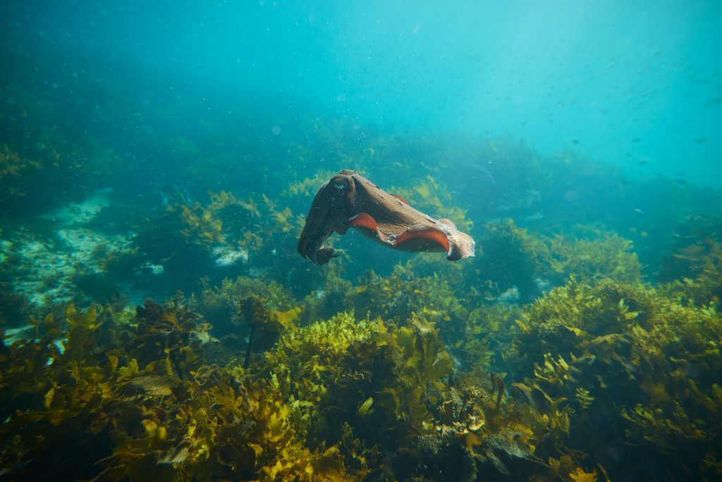Manly snorkel tour ecotreasures