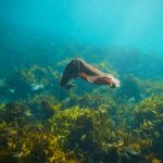 Manly snorkel tour ecotreasures