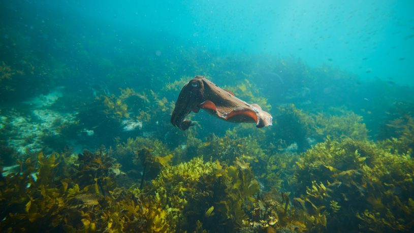 Manly snorkel tour ecotreasures